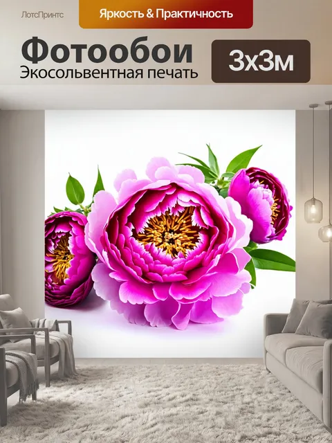 Фотообои пионы, изолированные на белом фоне, подчеркивающие их текстуру и насыщенность цвета