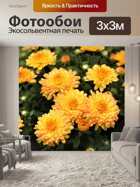 Фотообои Оранжевые хризантемы 2
