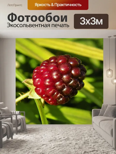 Фотообои Ежевика