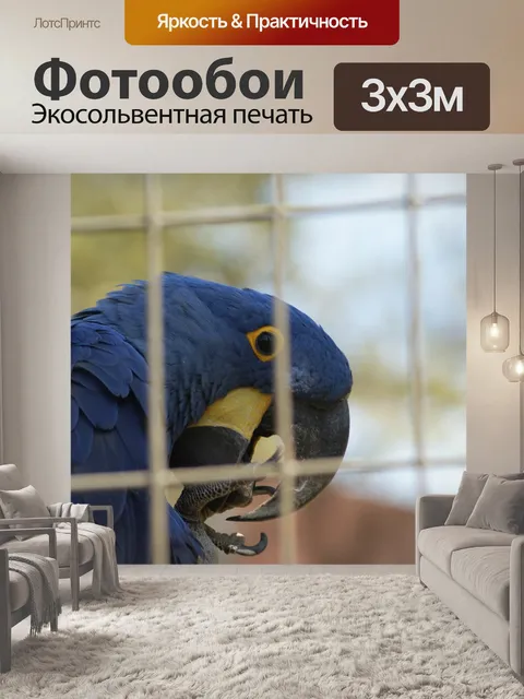 Фотообои Попугай