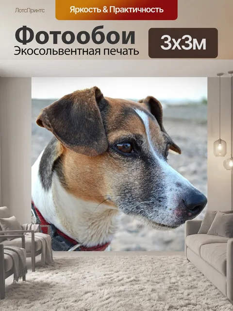 Фотообои Собака