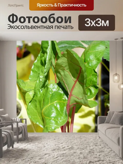 Фотообои Мангольд