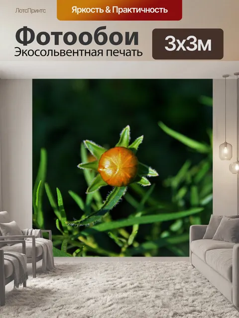 Фотообои желтая ромашка бутон
