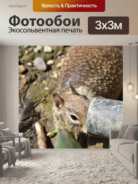 Фотообои белка пьет из водопровода
