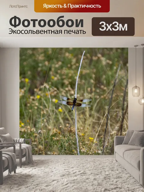 Фотообои Стрекоза