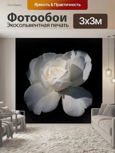 Фотообои Белая роза