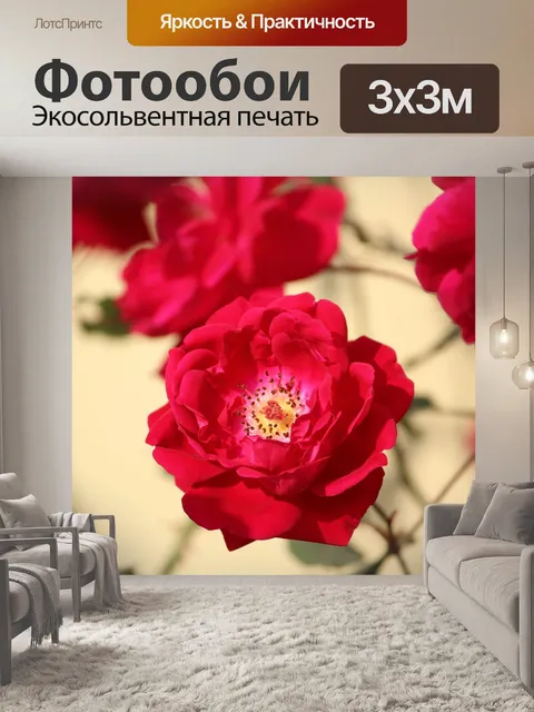 Фотообои Роза