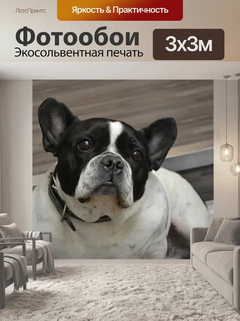 Фотообои Собачий бульдог французский