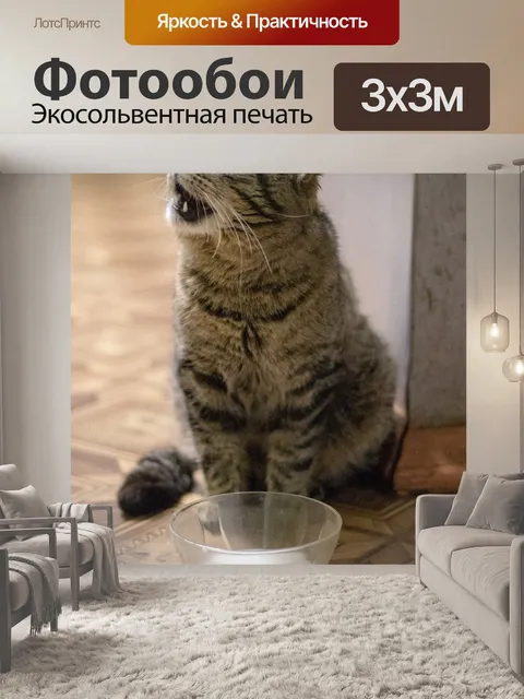 Фотообои Кот