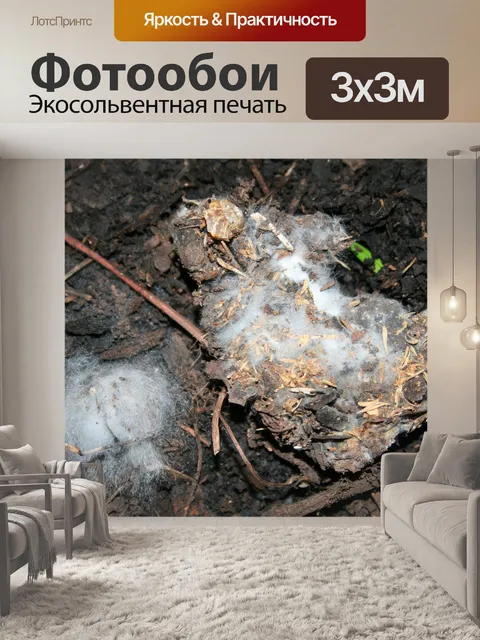 Фотообои органическое вещество плесень