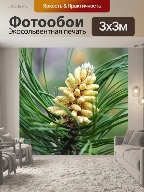 Фотообои Хвойное дерево