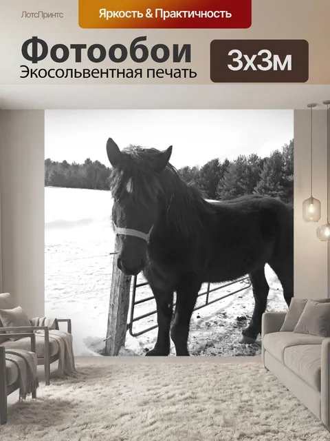Фотообои Черная лошадь
