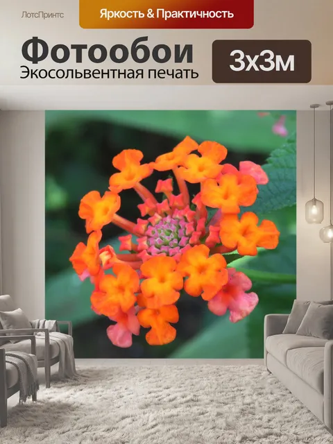Фотообои Цветок