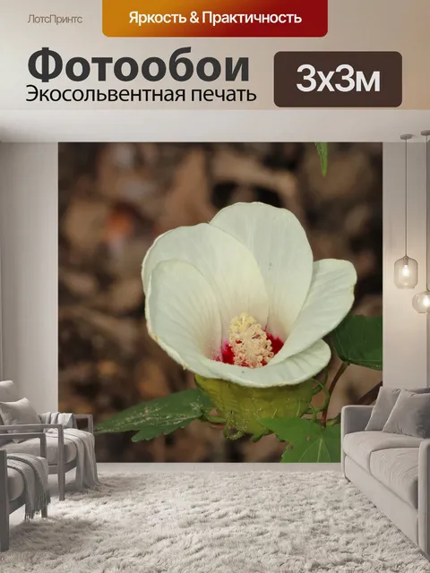 Фотообои Белое болото Роуз Мэллоу Wildflower