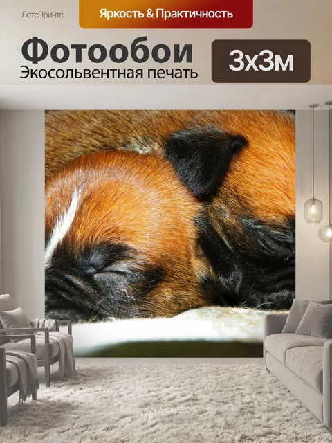 Фотообои Новые крошечные щенки Боксер