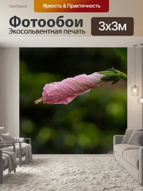 Фотообои Гибискус
