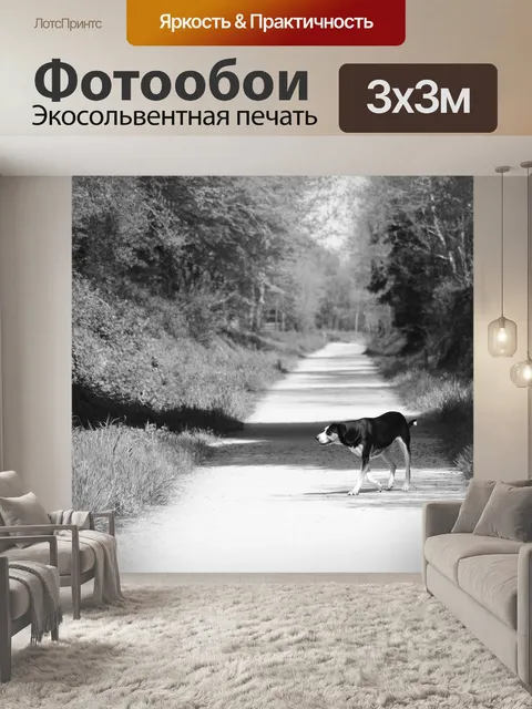Фотообои Собака на прогулке