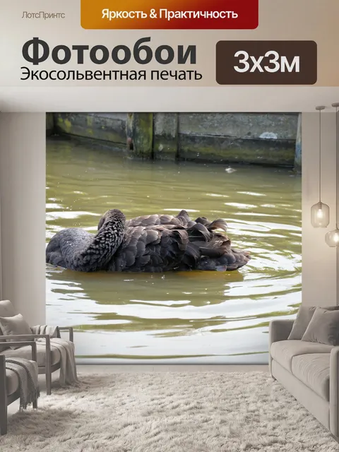 Фотообои Черный лебедь серия 1, водный балет 2