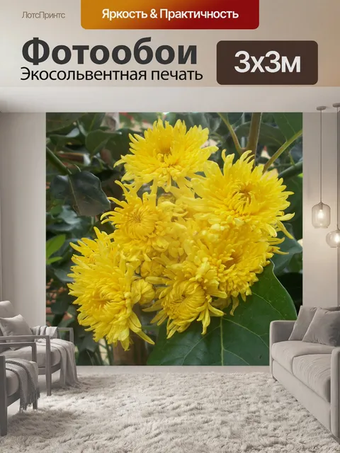 Фотообои Хризантемы