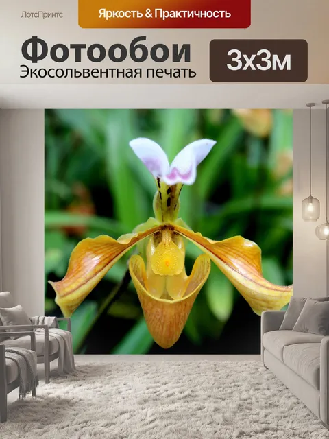 Фотообои Леди тапочка Орхидея Интанон Националь