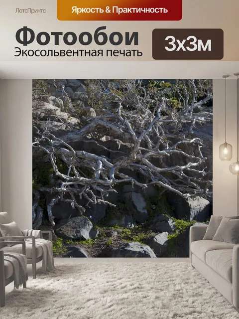 Фотообои Открытые корни деревьев