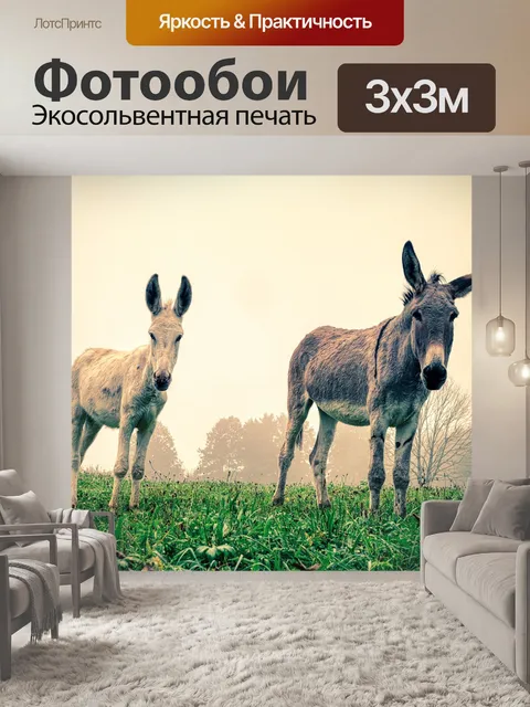 Фотообои Ослы