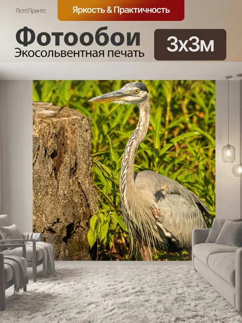 Фотообои Большая голубая цапля