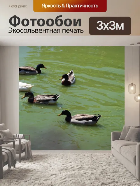 Фотообои утки гребли в воде