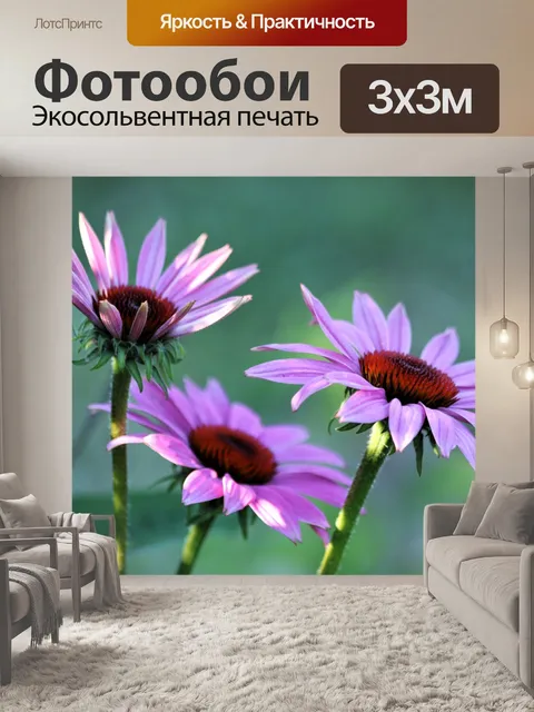Фотообои Три розовых coneflowers крупным планом