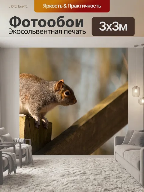 Фотообои белочка