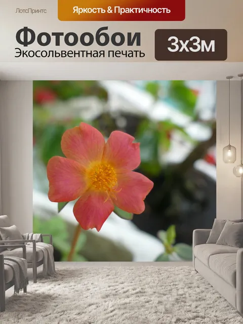 Фотообои Портулака крупноцветковая