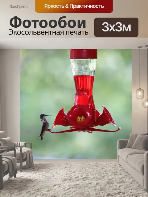 Фотообои Колибри