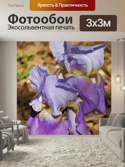 Фотообои Два фиолетовых ириса крупным планом