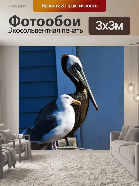 Фотообои чайка и пеликан