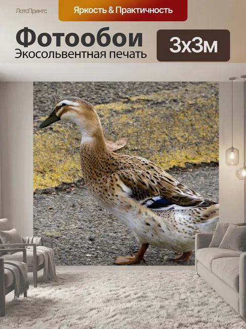 Фотообои Гуляющая утка