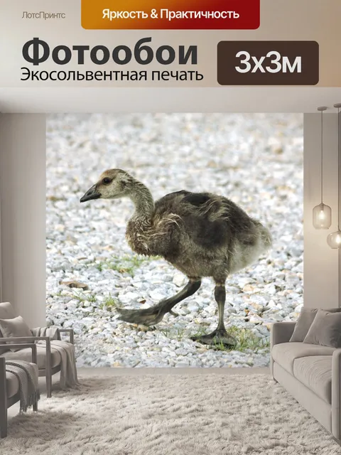 Фотообои Юношеская канадская гусь