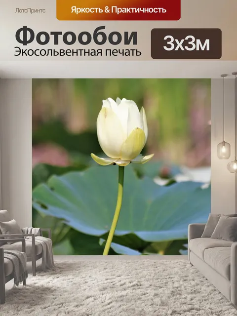 Фотообои Белый цветок лотоса