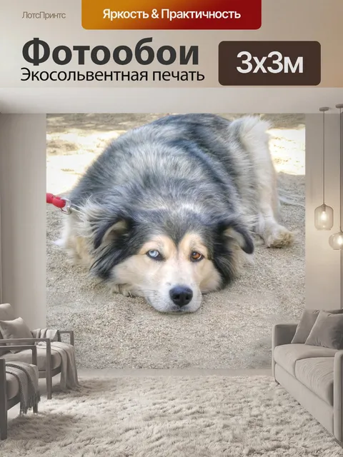 Фотообои собака со слепым глазом