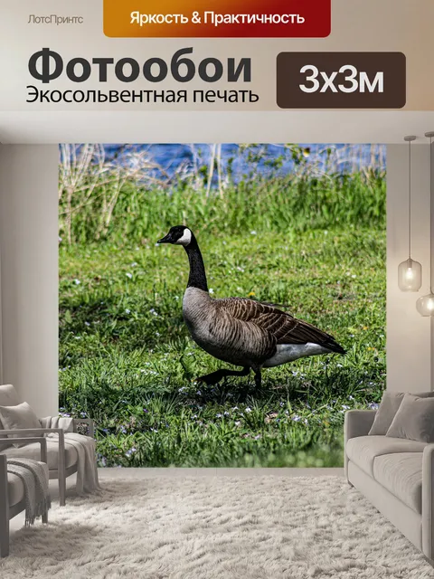 Фотообои Гусь