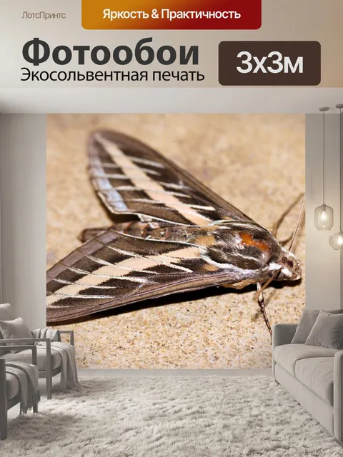 Фотообои Моль