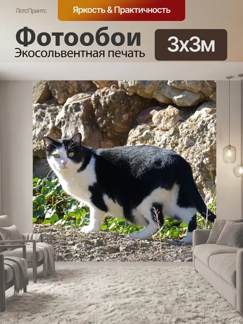 Фотообои Кот