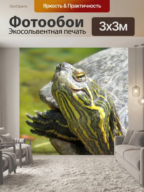 Фотообои Черепаха