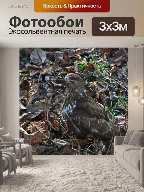 Фотообои Хищные птицы