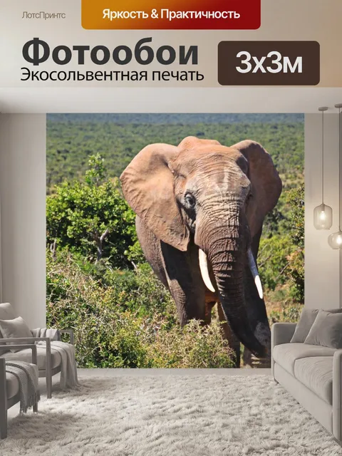 Фотообои Слон