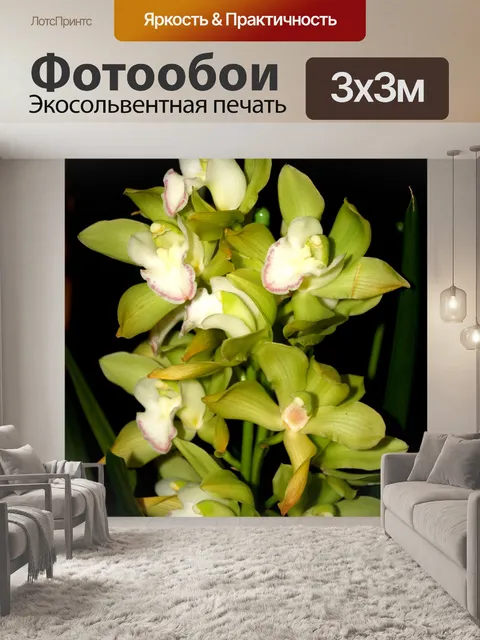 Фотообои Фото цветка орхидеи