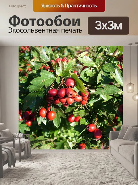 Фотообои Красные ягоды