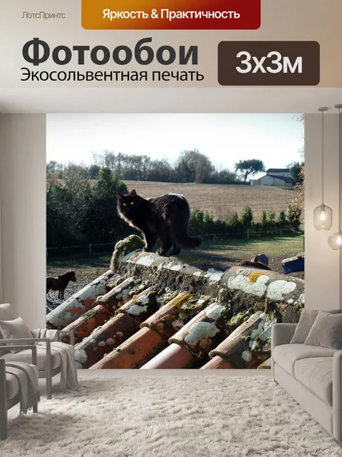 Фотообои Черная кошка на крыше