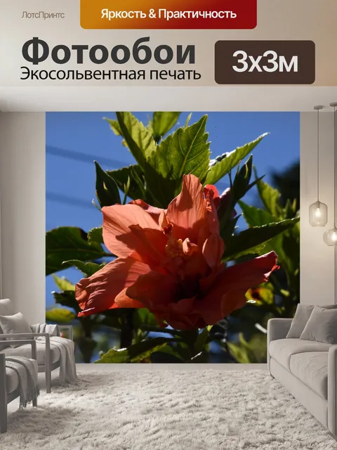 Фотообои Оранжевый цветок гибискуса