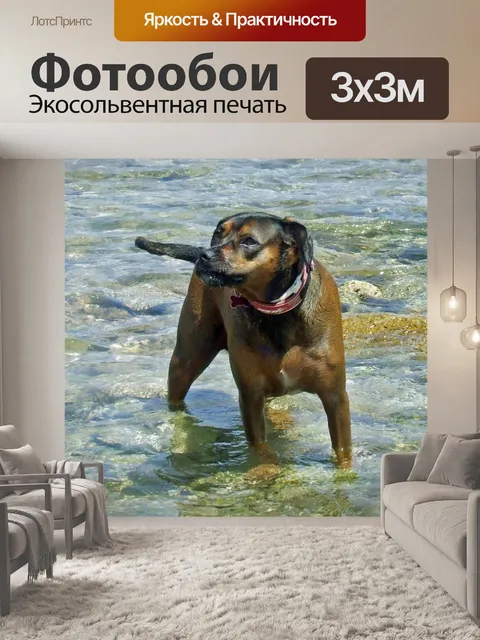 Фотообои Собака в море