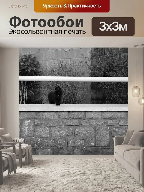 Фотообои Взгляд кошки